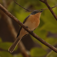 Leaden Flycatcher